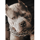 Футболка PIT BULL Mugshot 2